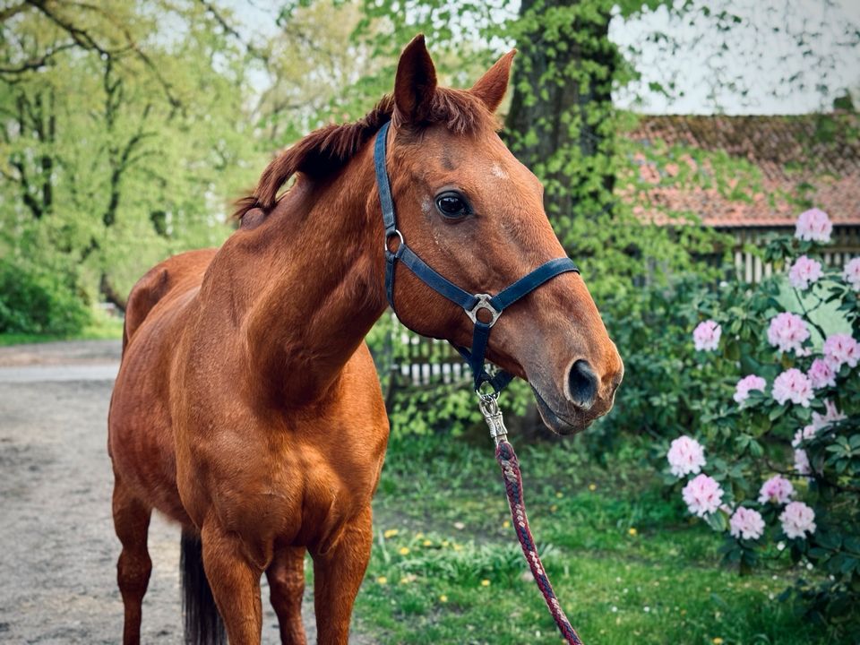 15-jähriges verlässliches Freizeitpferd in Hambühren