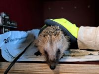 Wir such dich mit Herz für Igel Brandenburg - Bernau Vorschau