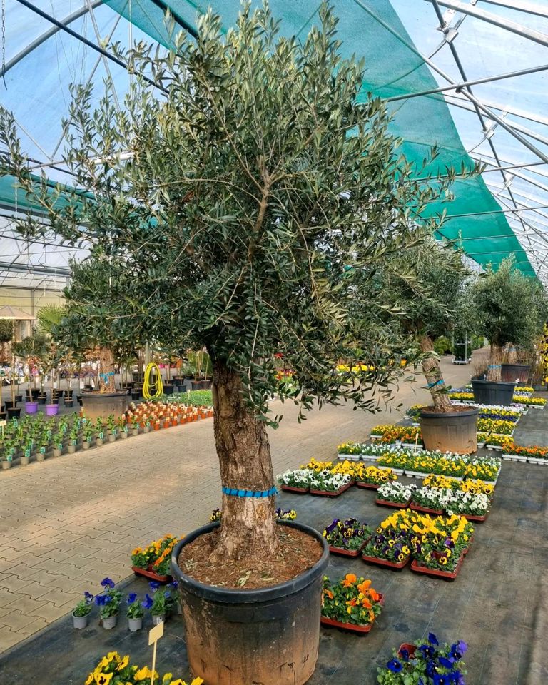 XXL Olivenbäume 'Oleander europaea' für 399€ - Direkt vom Gärtner! in Bad Zwischenahn