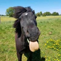 Pflege- Reitbeteiligung an Shetty Isi Mix Pony 120 cm Niedersachsen - Brake (Unterweser) Vorschau