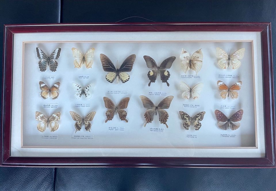 Schaukasten, Entomologische Sammlung, Schmetterling in Hohen Neuendorf