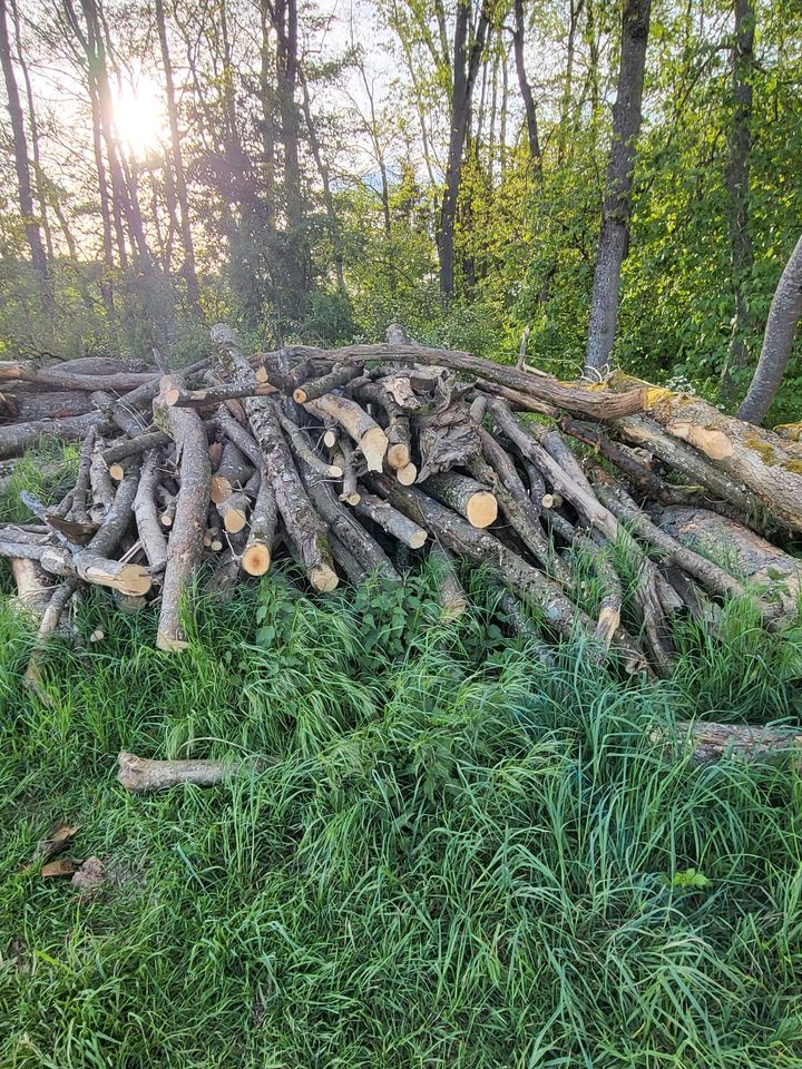 Brennholz Esche in Warthausen