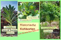 ♥ Kohl,Ostfriesische Palme,Klippenkohl,Grünkohl Samen Tulpenstolz Eimsbüttel - Hamburg Schnelsen Vorschau