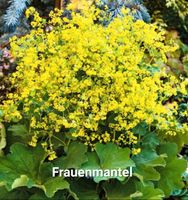 *Frauenmantel, gelb, starke Pflanzenableger in großen Töpfen* Niedersachsen - Elsfleth Vorschau