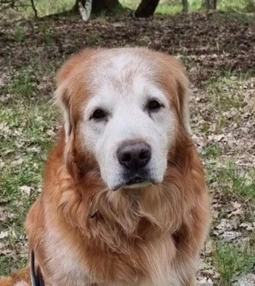 Senior TEDDY sucht ein warmes Körbchen in Eisenhüttenstadt