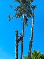 Baumfällung, Gefahrbäume, Baumpflege, Baumkontrolleur SKT+FLL Nordrhein-Westfalen - Remscheid Vorschau