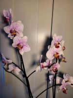 Orchidee Phalaenopsis Berlin - Marzahn Vorschau