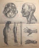 Vintage Poster Druck Anatomie Medizin Nerven Neurologie Berlin - Charlottenburg Vorschau