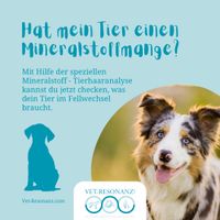 Mineralstoff Tierhaaranalyse Bioresonanz Niedersachsen - Isenbüttel Vorschau