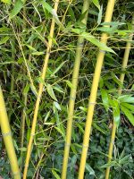 Bambus, Bambusstangen verscheiden Größen und stärken Baden-Württemberg - Überlingen Vorschau