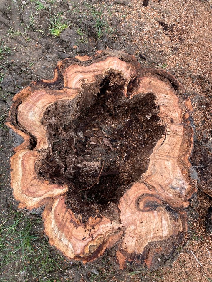 Kirschbaum Holz Scheiben in Winterbach (Bad Kreuznach)