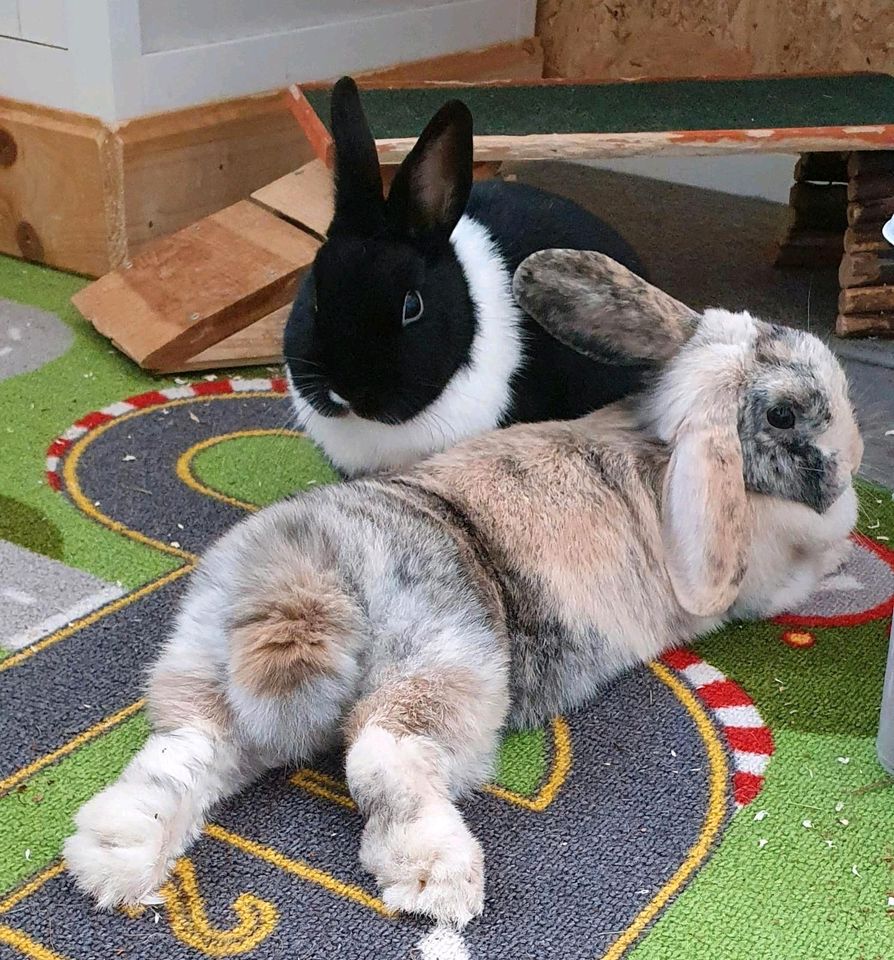 2 liebe Kaninchen in liebevolle Hände abzugeben in Nörten-Hardenberg