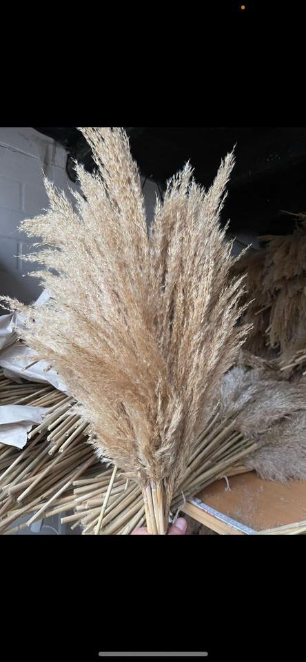 Pampasgras XXL super fluffig Trockenblumen Hochzeit Dekoration in Mögglingen