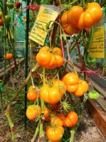 Tomatensamenüberschuss 2€ Nordrhein-Westfalen - Geilenkirchen Vorschau