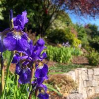 Iris Sibirische Sibirica lila Lilie Pflanze Blume winterhart Topf Baden-Württemberg - Muggensturm Vorschau