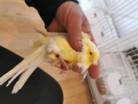 Kanaren vogel zu verkaufen Bayern - Hof (Saale) Vorschau