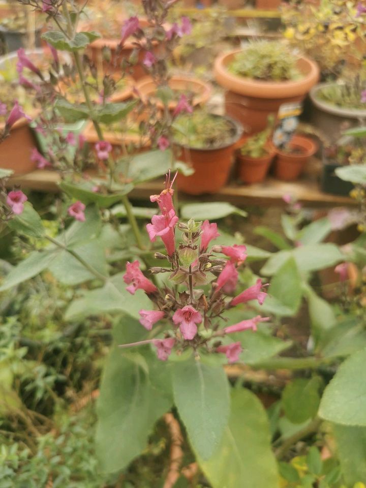 Samen von Lepichinia hastata in Herrieden