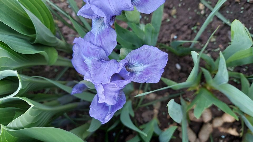 2x Schwertlilie / Bart-Iris Sapphire Gem - seltene Farbe in Rohrbach (Pfalz)