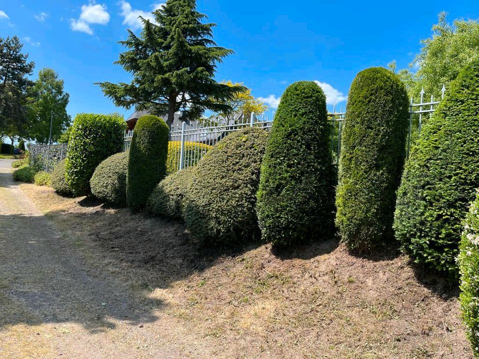 Entrümpelungen und Gartenarbeit in Weißenthurm  