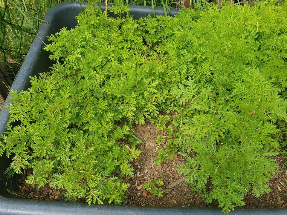 Einjähriger chinesischer Beifuß - Artemisia annua Jungpflanzen in Neuensalz