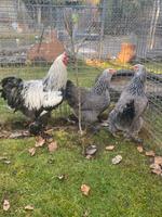 Große Brahma schwarz silber gebändert Bayern - Forchheim Vorschau