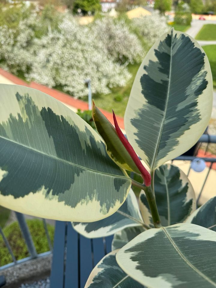 Ficus elastica Variegata in Straubing