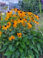 Sonnenhut, Echinacea Ableger, Staude winterhart ,Kleine Ableger Nordrhein-Westfalen - Gevelsberg Vorschau