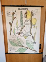 Schulwandkarte Salweide, Biologie, Vintage, Kräuter, Blumen Rheinland-Pfalz - Koblenz Vorschau