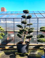 Taxus, Eibe, Bonsai,  Gartenbonsai,  Formschnitt Niedersachsen - Wardenburg Vorschau