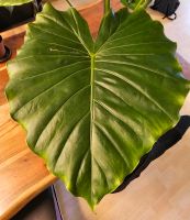 Alocasia Gagaenea (California) Rhizome Rheinland-Pfalz - Eisenberg  Vorschau