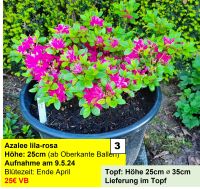 Japanische Azalee, lila-rosa, 25cm, winterhart, immergrün Hessen - Rodenbach Vorschau