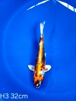 Koi Benikikokuryo 32cm H3-78 Nordrhein-Westfalen - Wadersloh Vorschau