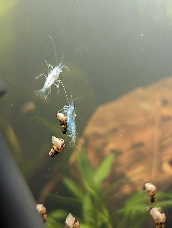 Hellblaue "Blue Pearl" Garnelen Neocaridina palmata in Eschelbronn