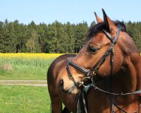 Biete Reitbeteiligung auf Freizeitpferd Kreis Pinneberg - Barmstedt Vorschau