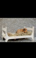 Zubehör Kleintiere ❤️Bett Schlafplatz Kaninchen Meerschweinchen ❌ Bayern - Konradsreuth Vorschau