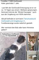 Kater in der Müllentsorgung gefunden Mecklenburg-Vorpommern - Züssow Vorschau