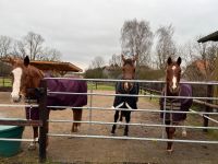 Reitbeteiligung oder Pony zur Verfügung Schleswig-Holstein - Wensin Vorschau