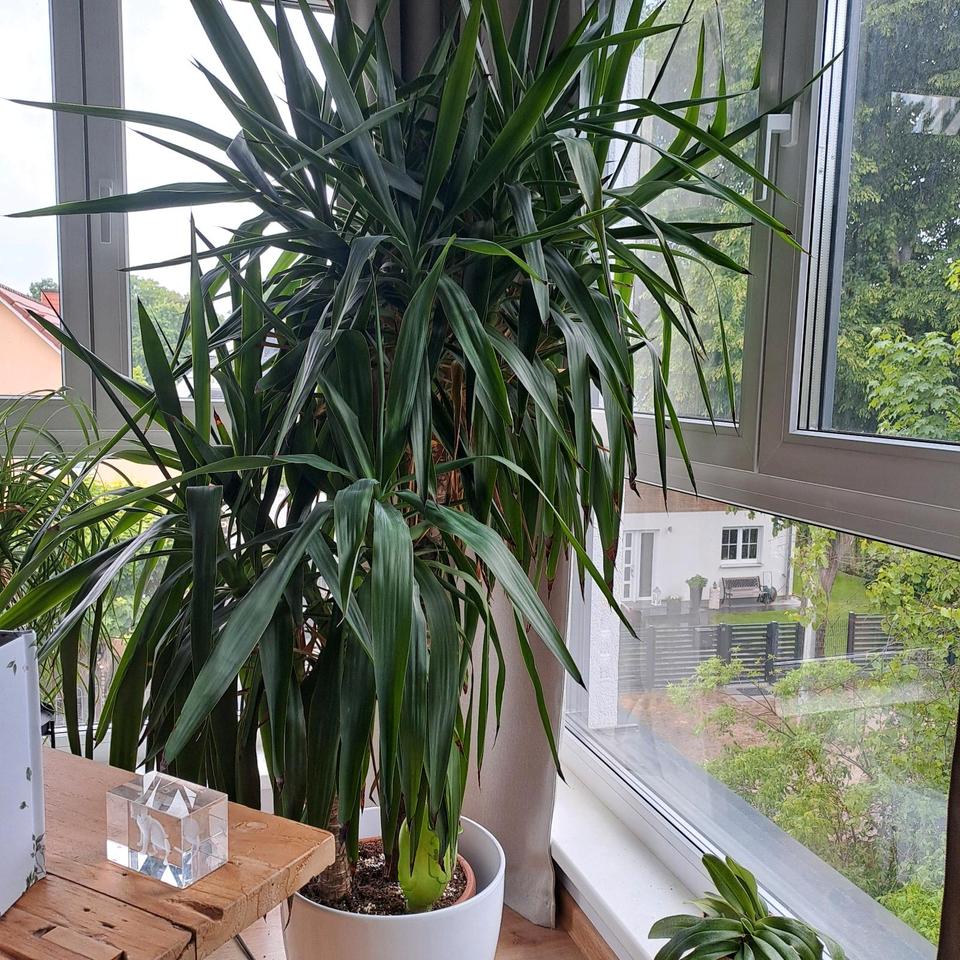 Große, buschige Yucca zu verkaufen in Berlin Zehlendorf