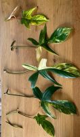 Philodendron Florida Ghost (6 Stecklinge) Nordrhein-Westfalen - Engelskirchen Vorschau