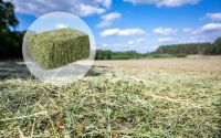 Kräuterheu/Wiesenheu/Naturaheu, Premiumqualität für alle Nager ! Brandenburg - Schollene Vorschau