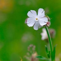 30 Samen Breitblättrige Lichtnelke, Insekten Wildblume Garten Bayern - Baldham Vorschau