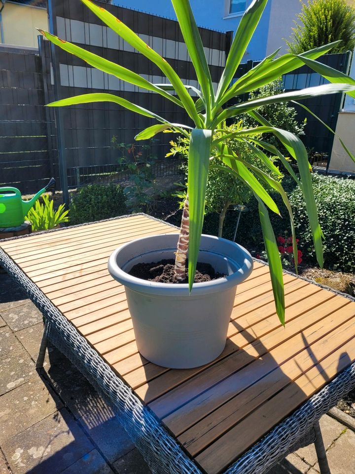 Yucca Palme in Bedburg