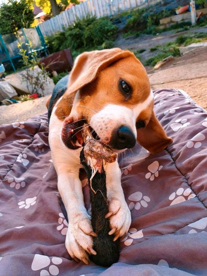 Tierbetreuung mit ❤️ für Hunde am Tag in Reinsberg