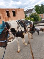 Kutschen Geschirr Fahrgeschirr Bayern - Landau a d Isar Vorschau