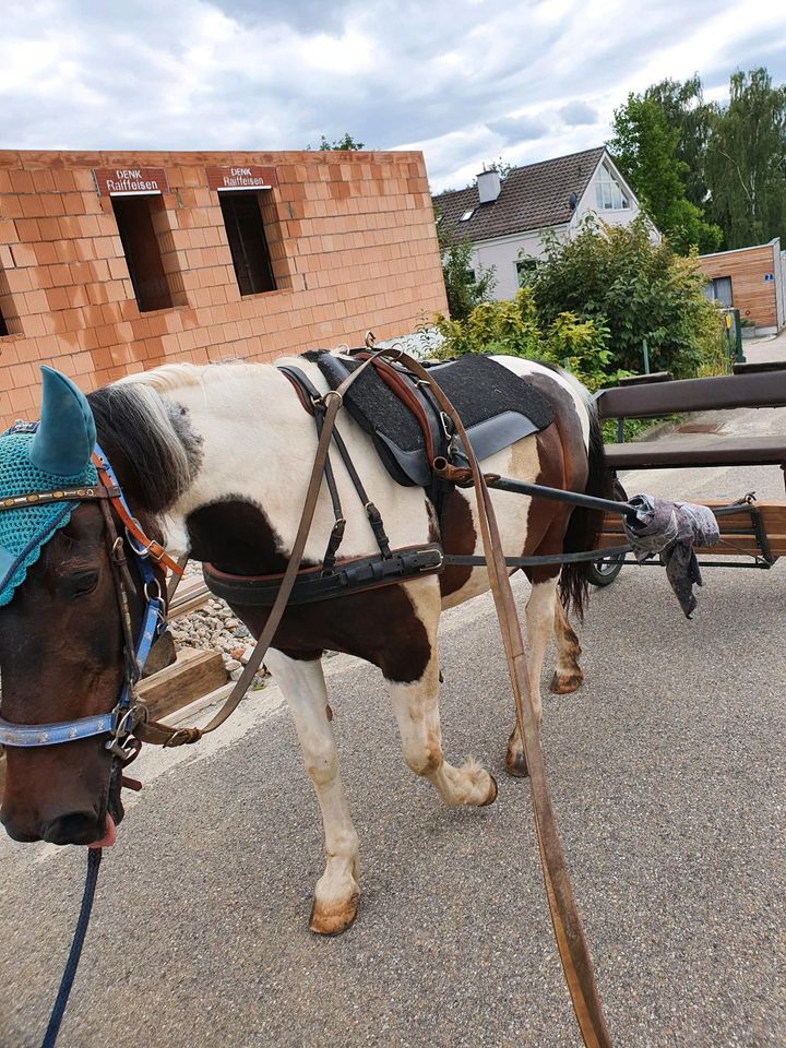 Kutschen Geschirr Fahrgeschirr in Landau a d Isar