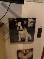 Französische Bulldogge Bilder Bayern - Strullendorf Vorschau