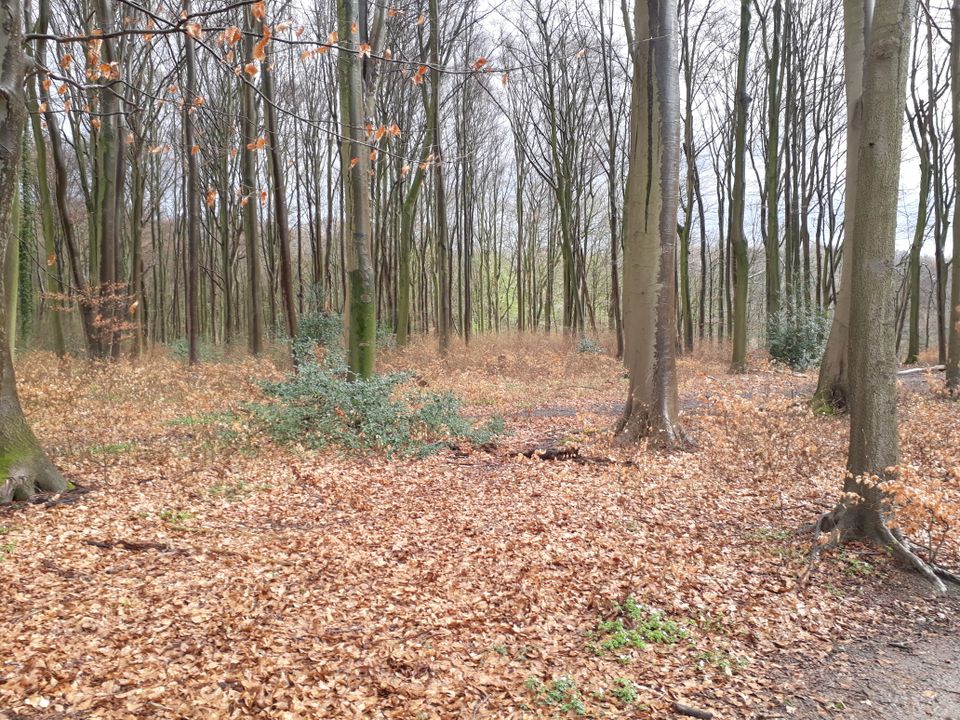 Waldgrundstück, Buchenwald, 2473 m2 in Odenthal
