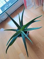 Aloe Vera - 45x20cm Baden-Württemberg - Sigmaringen Vorschau