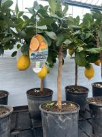 Citruspflanzen, Citrus, Zitrone, Orange,…. Nordrhein-Westfalen - Brüggen Vorschau