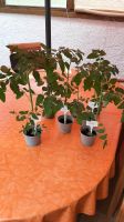 Tomatenpflanzen drei verschiedene Sort sieben Stück zu verkaufen Bayern - Taufkirchen Vils Vorschau